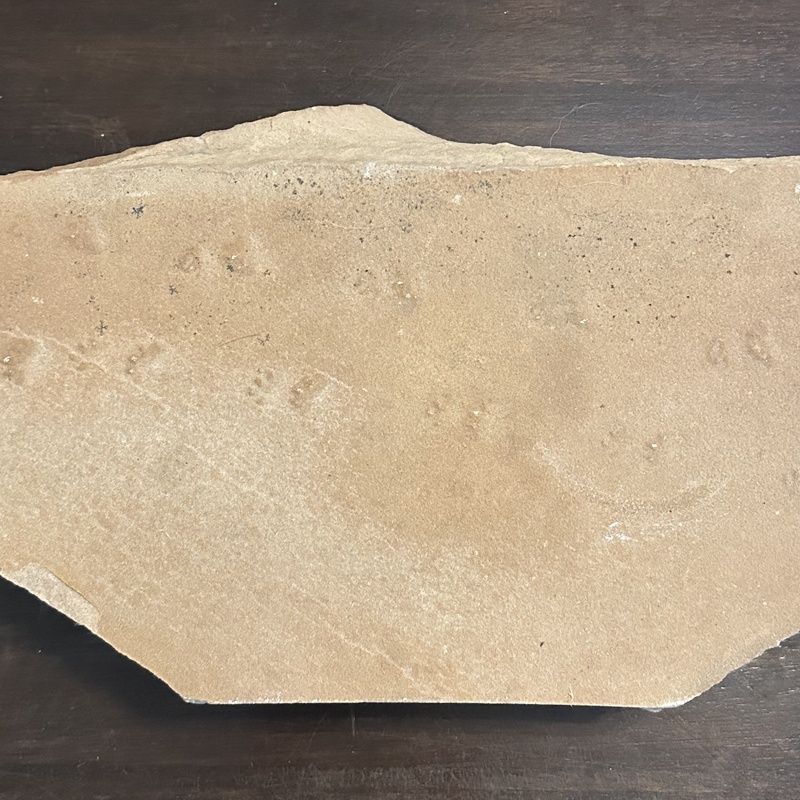 Fossilized Animal Footprints